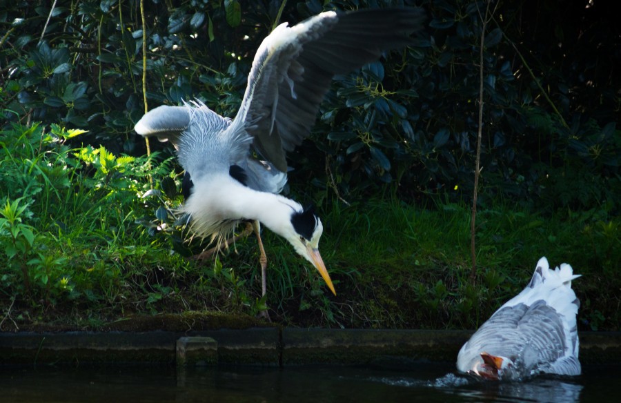 Heron scares a goose