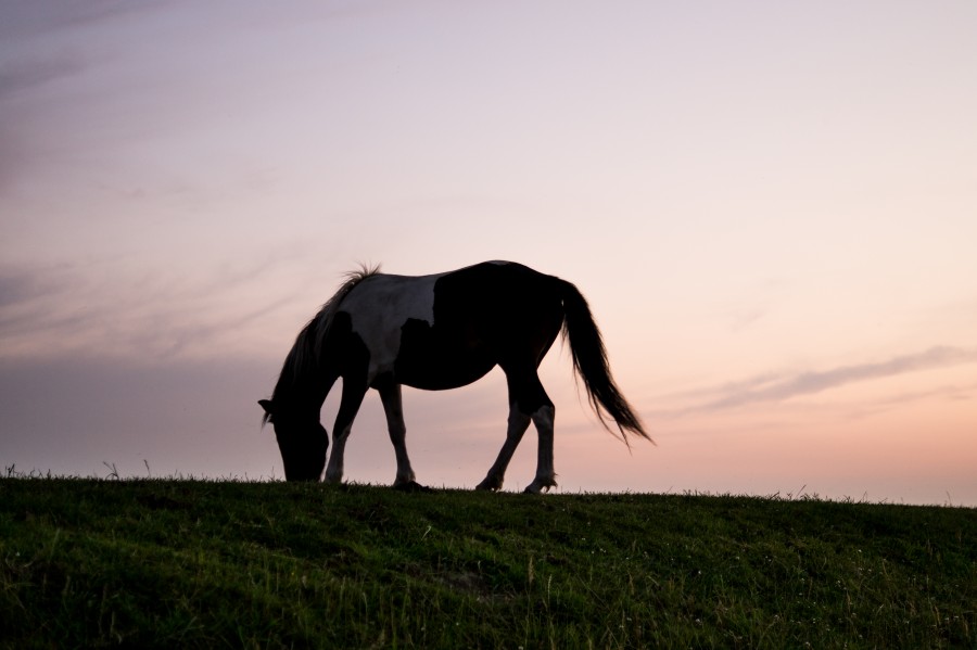 Sunset horse