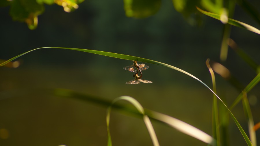 Dragonfly love