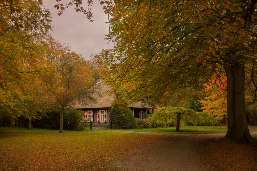Little house in the forrest