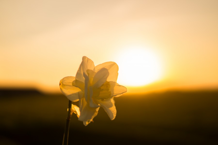 Beautiful flower in the sun