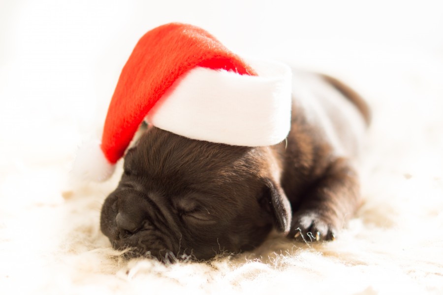 Christmas puppy