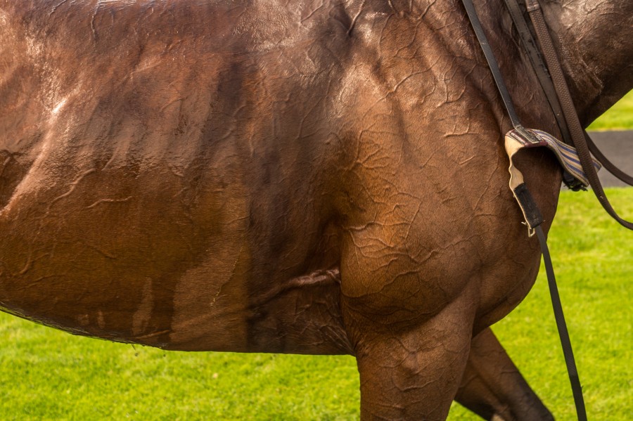 Racing horse