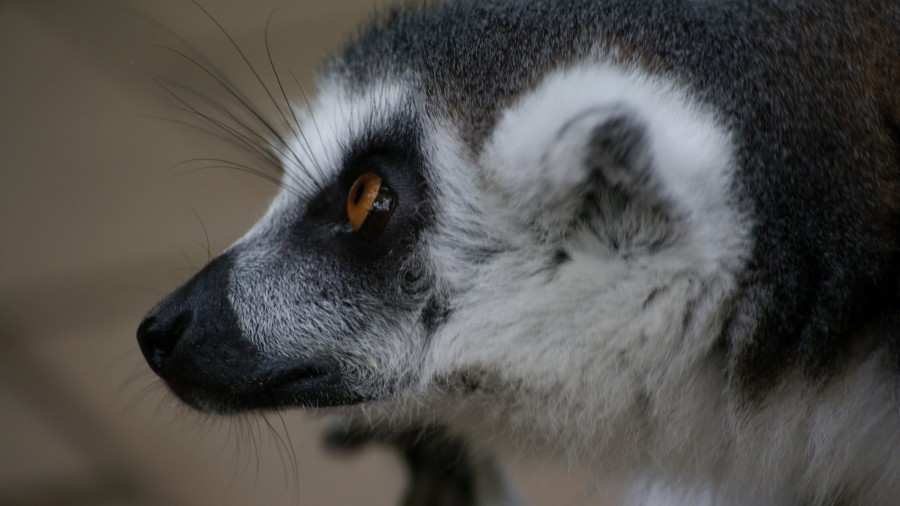 Close up of a lemur