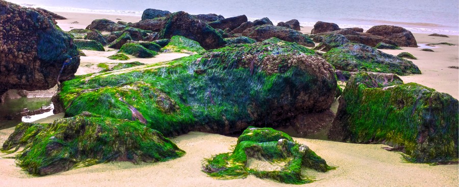 Moss on rocks
