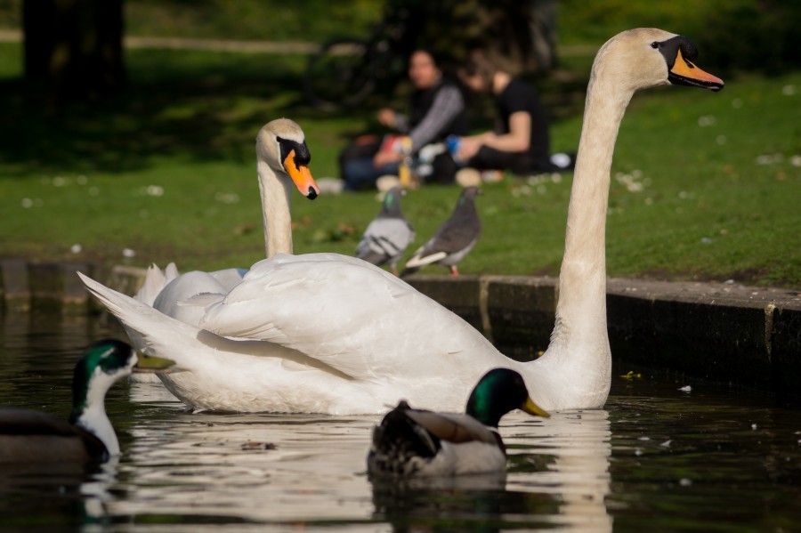 Swans in the park
