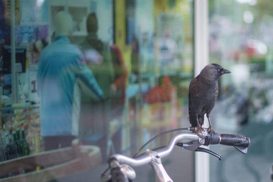 Crow on bike
