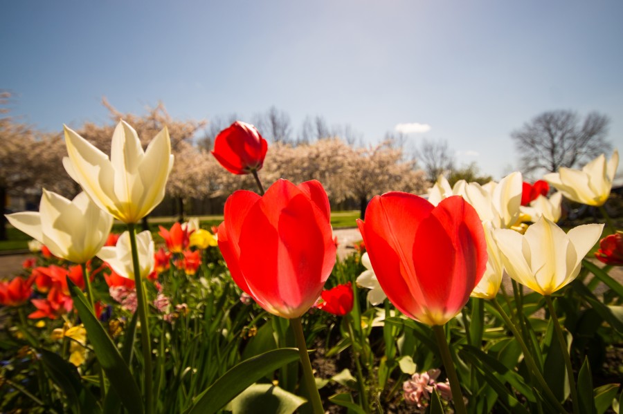 Flowers
