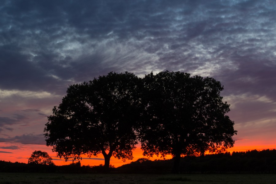 Two trees