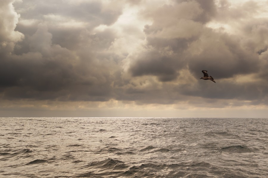 Sea(gull)