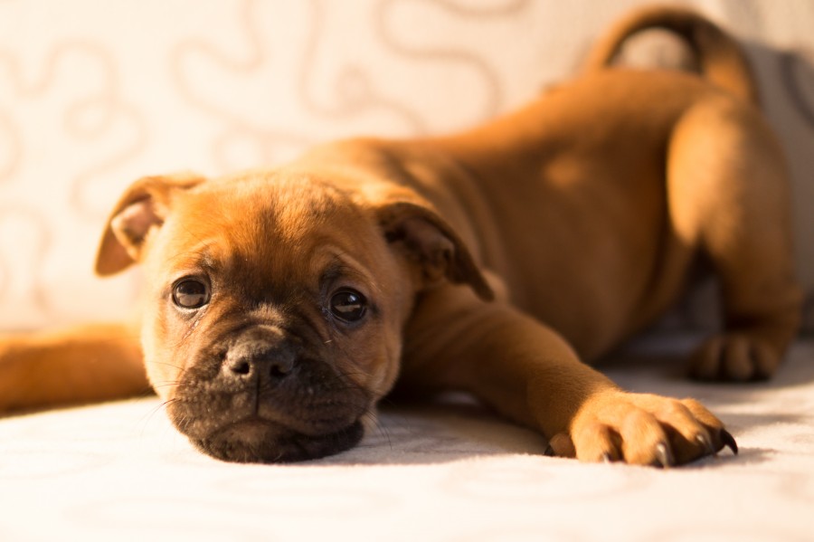 Exhausted pup
