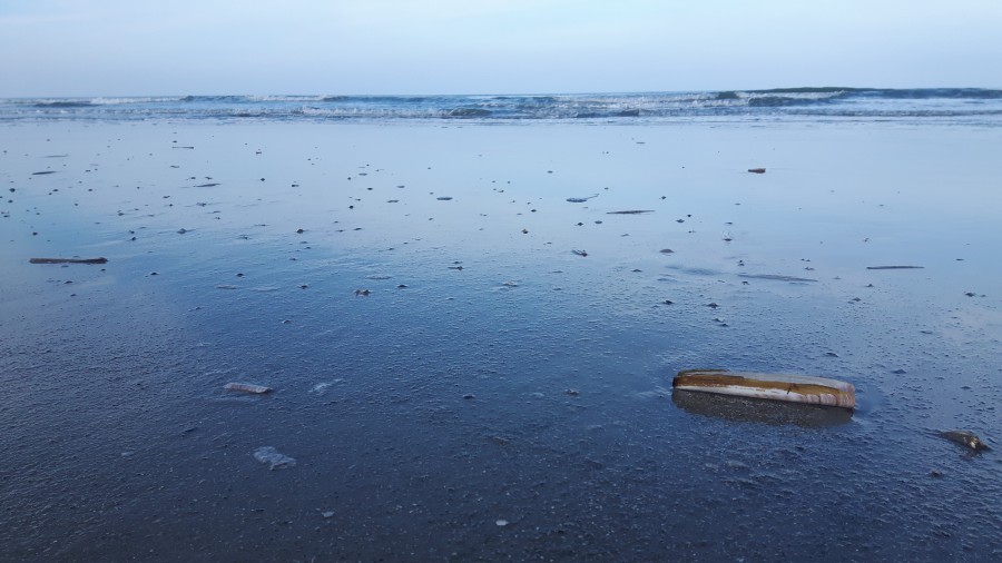 razor shell at blues beach