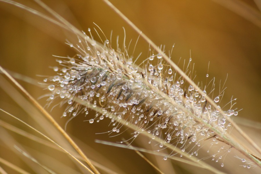 autumn dew