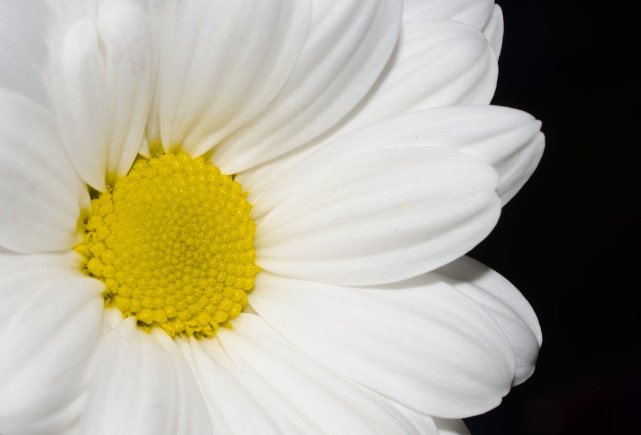 White flower