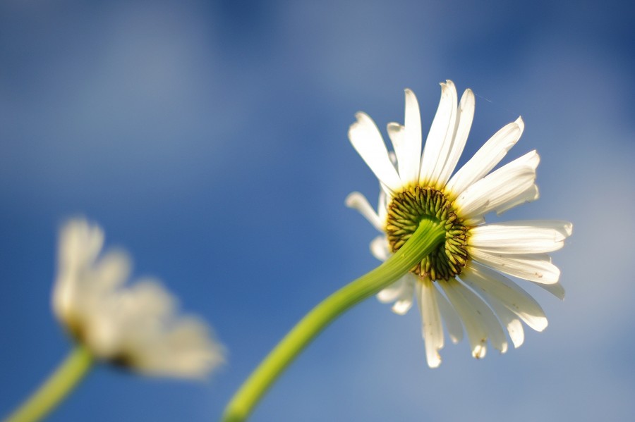 Daisy