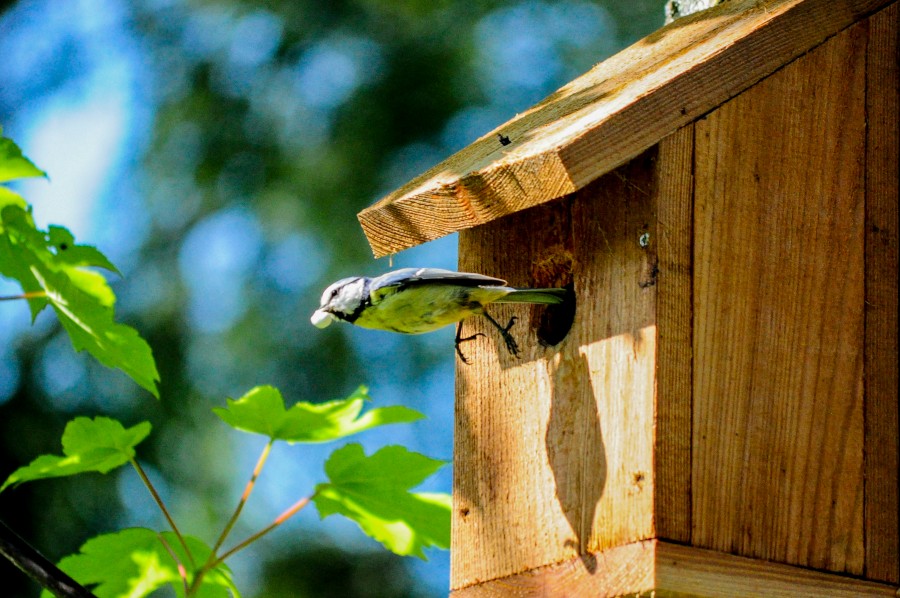 Tomtit in action