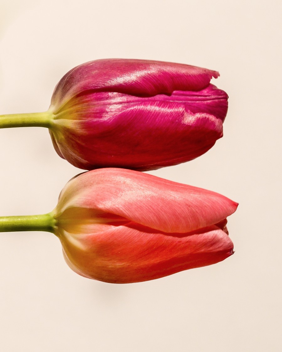 Pair of tulips