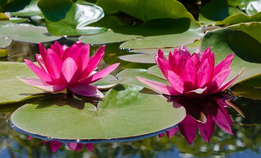 Water lily