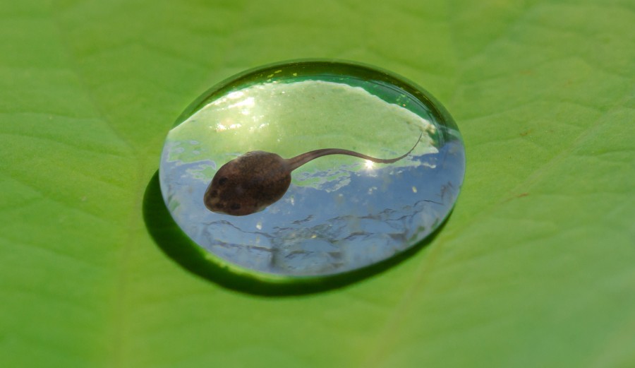 Trapped tadpole
