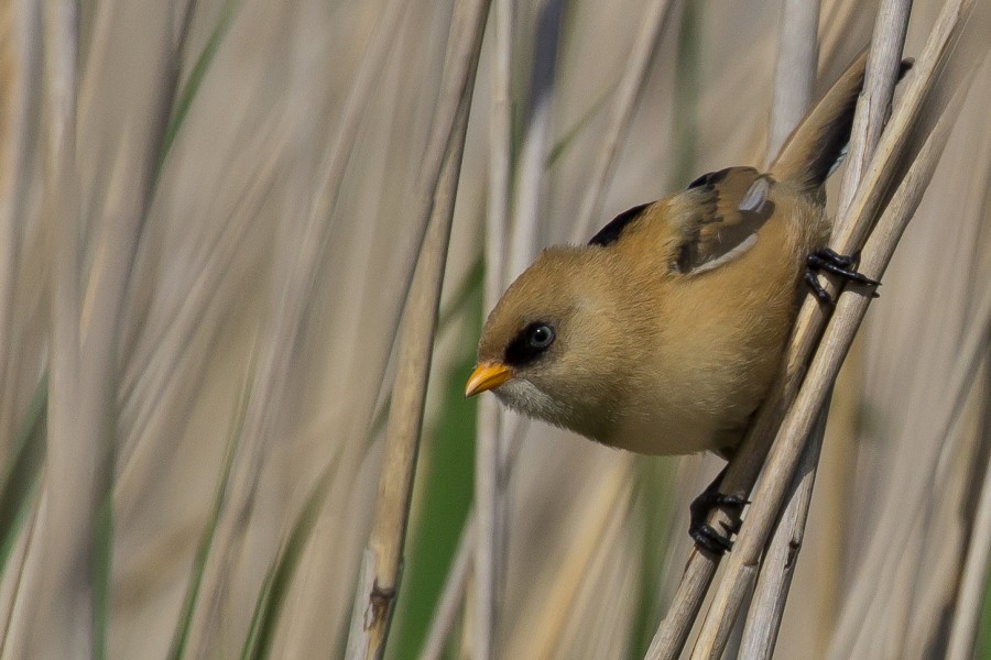 The bearded reedling