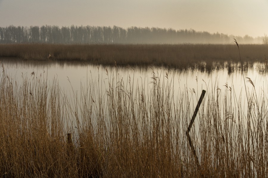 Tranquility