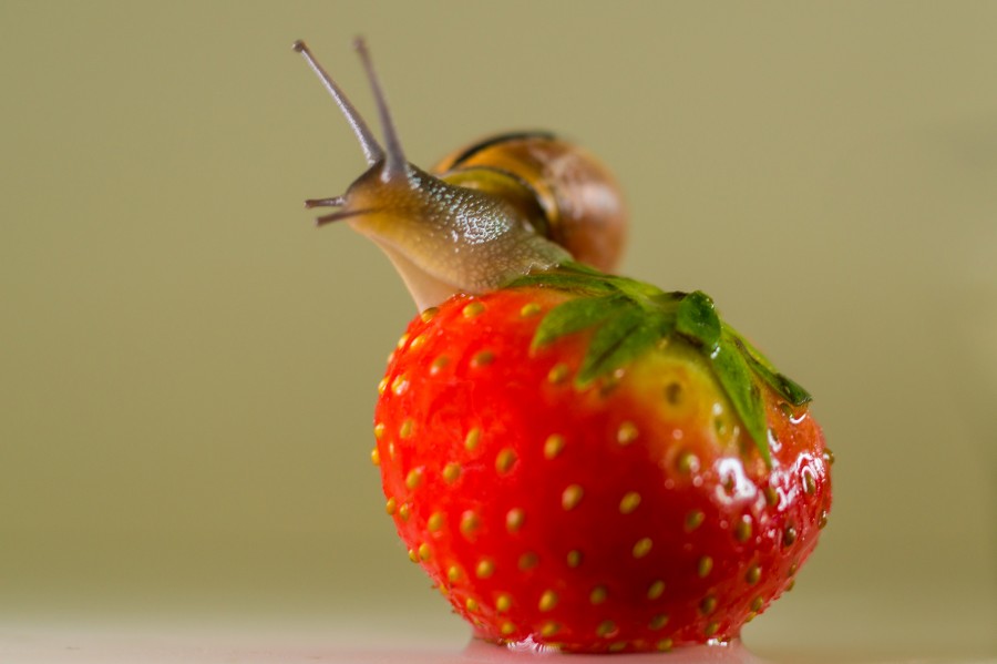 Strawberry love