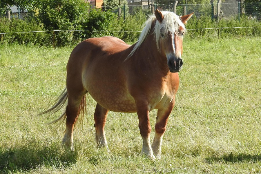 Kaltblüter
