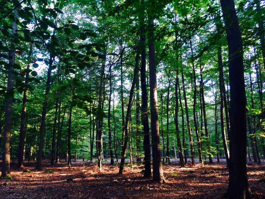 Forest 