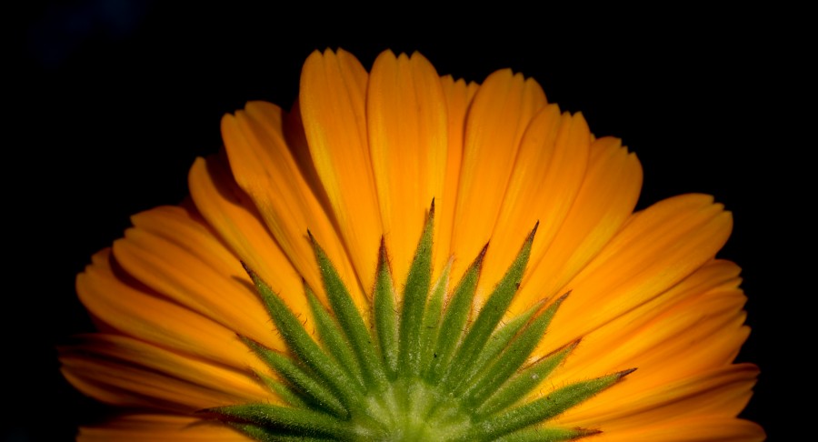 Orange flower