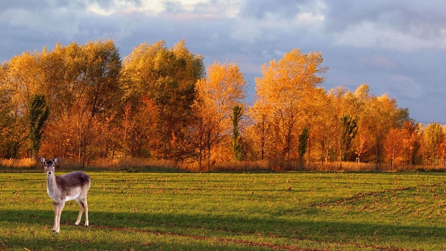 Authumn Landscape