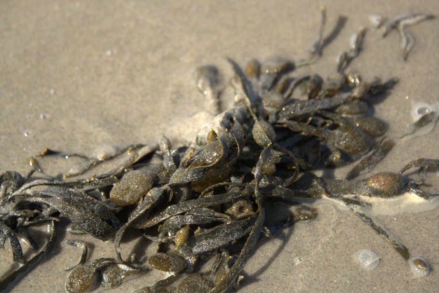 Seaweed