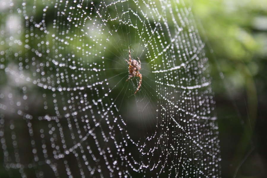 Spider in a web