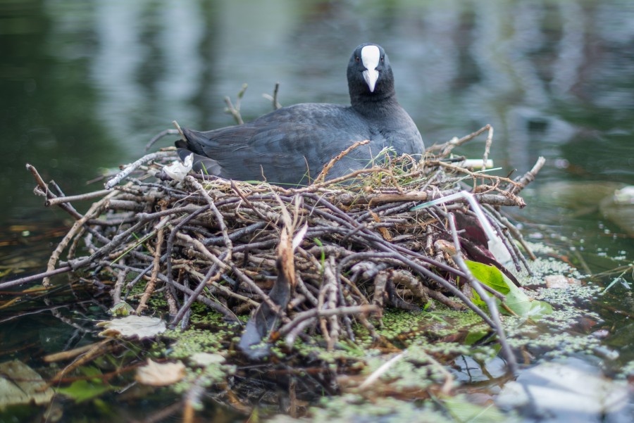 Sitting on her nest