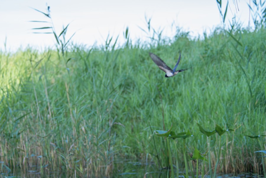 Swallow