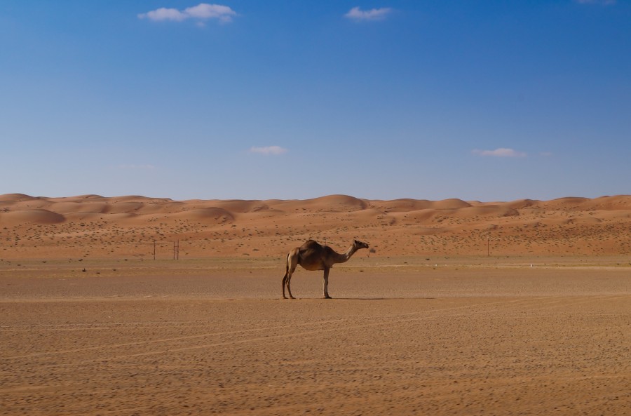 dromedary
