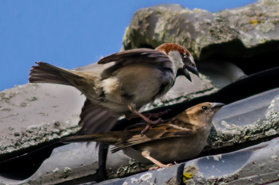 sparrows