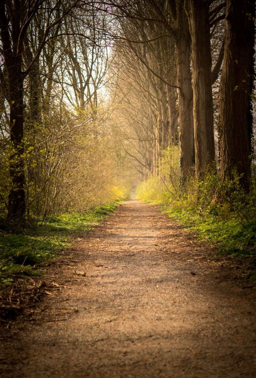 Forest path