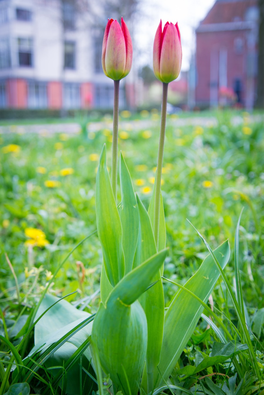 Couple of flowers