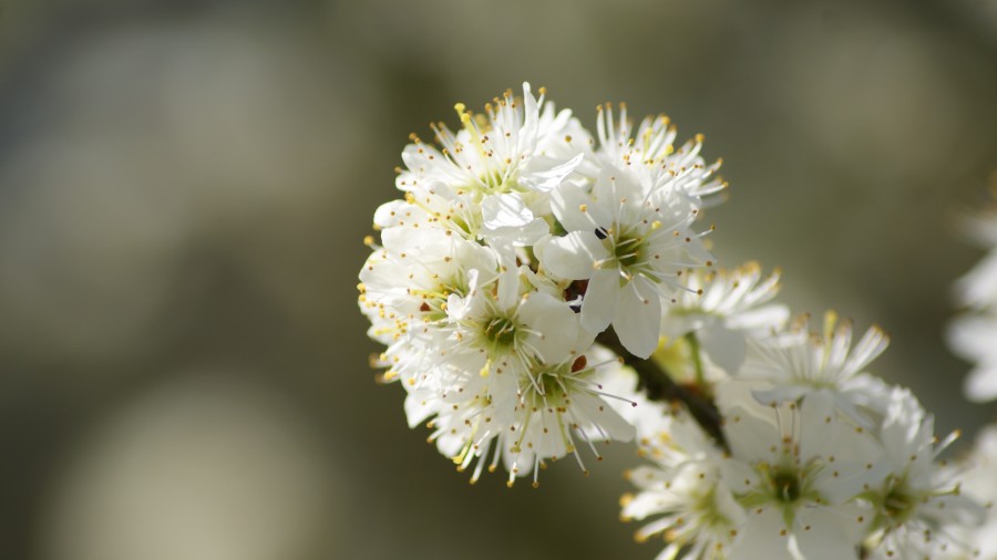 Blossom