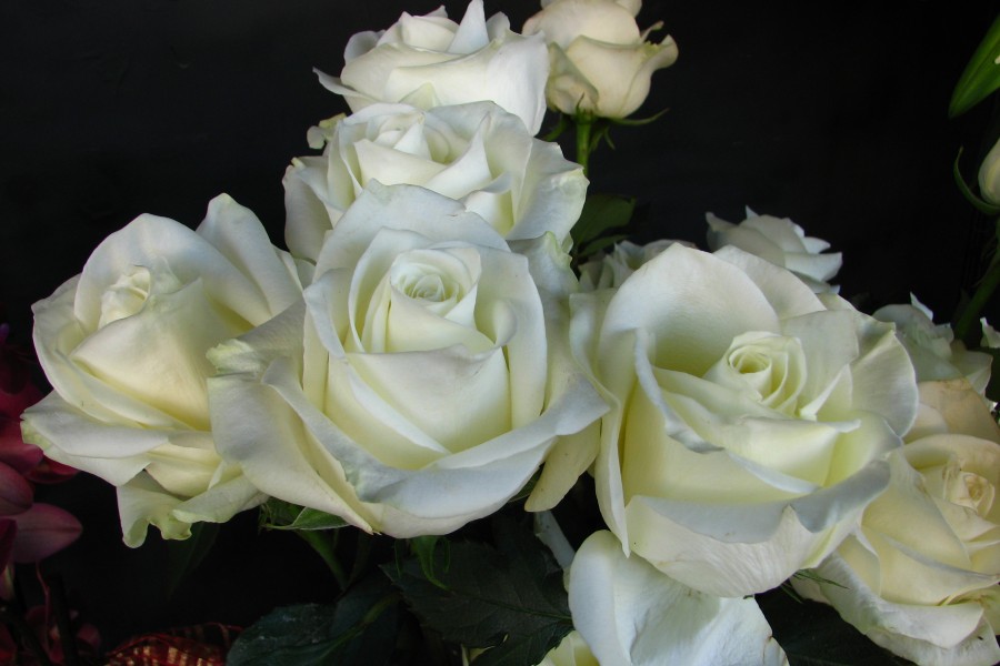 white roses