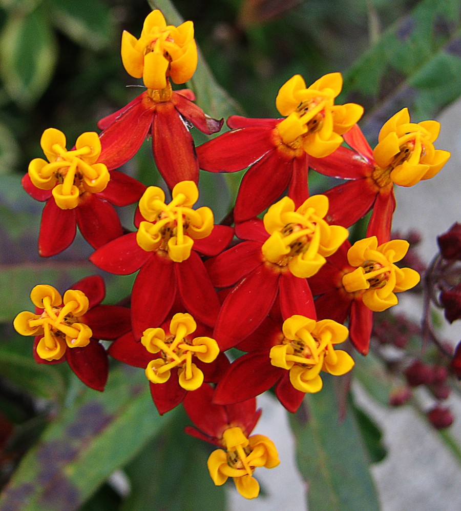 red-and-yellow flowers