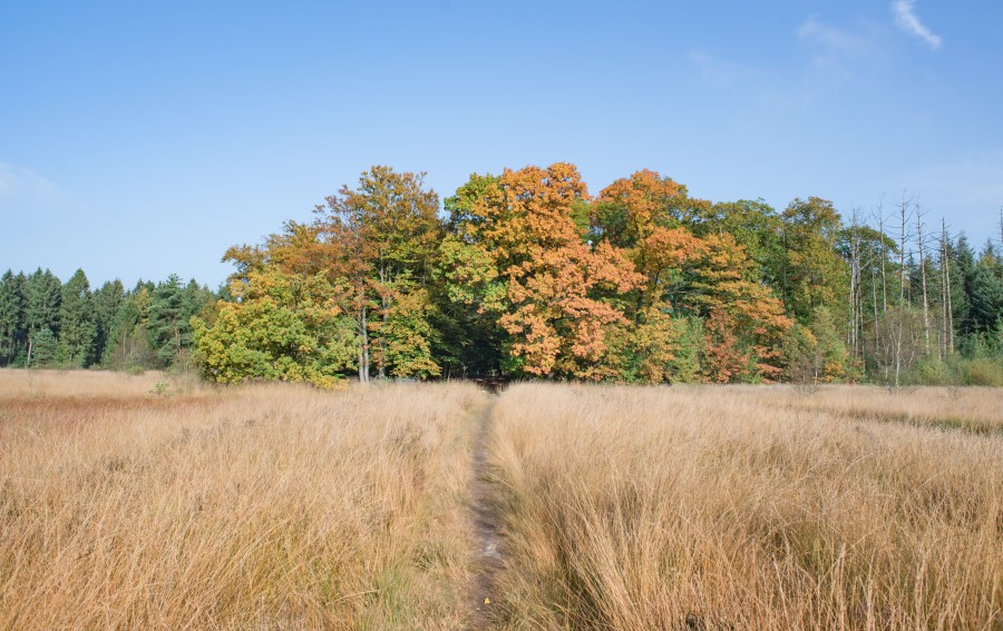 Colorful forest