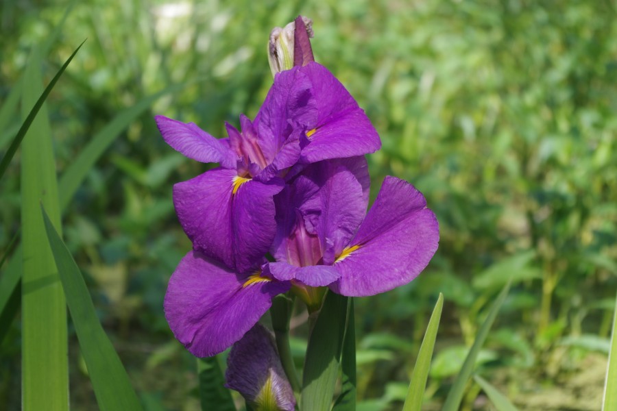 Louisiana Iris