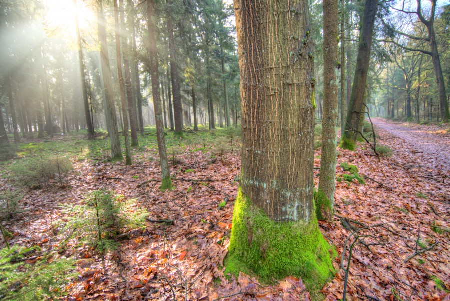 Tree in the sun
