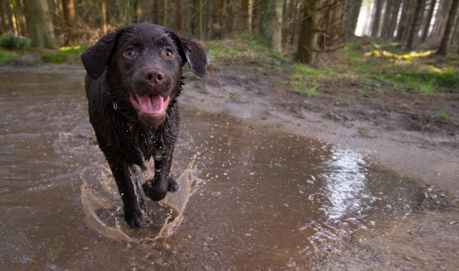 Dog having fun