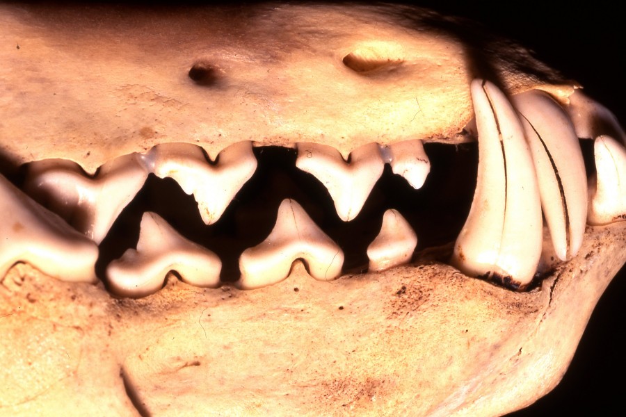 teeth