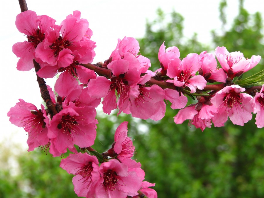 pink fruit-tree blossoms 1