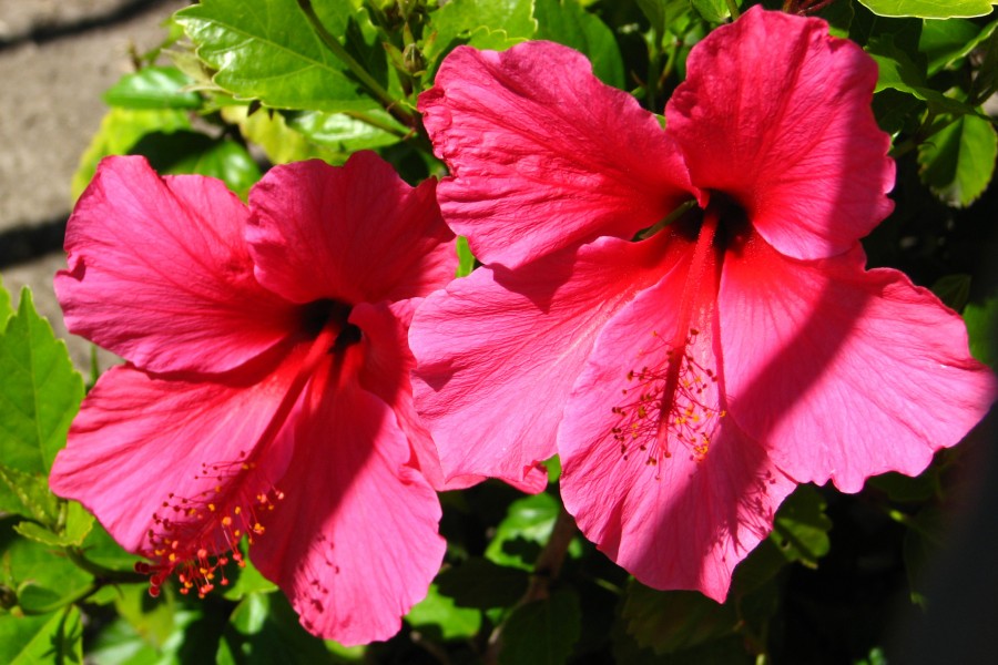 pink hibiscus
