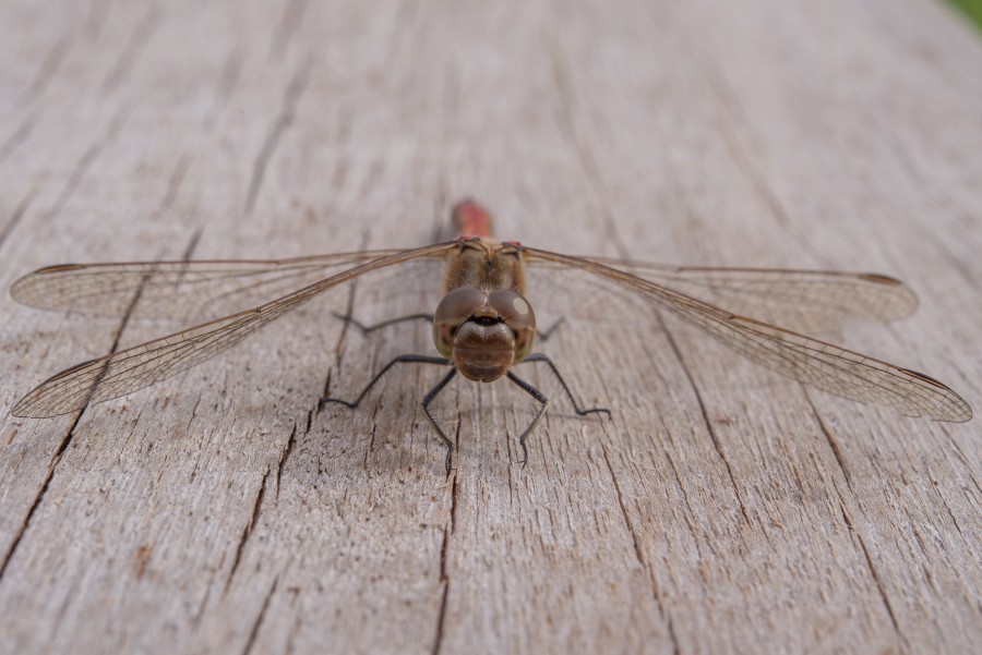 Dragonfly