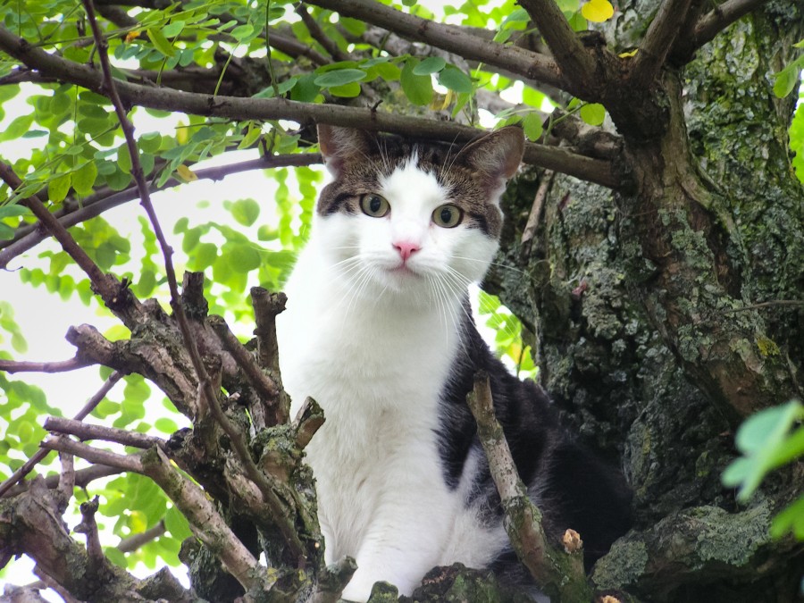 Cat in tree